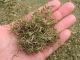Sprigging